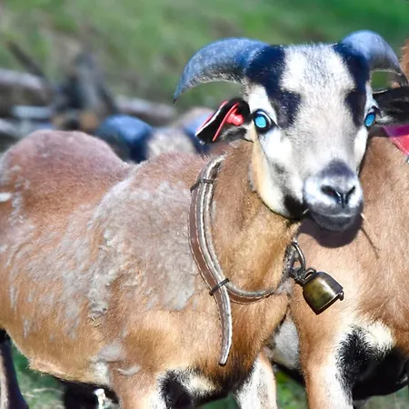 Nad Potokiem Appartement *