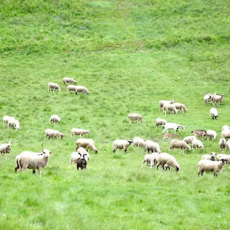 Nad Potokiem Appartement