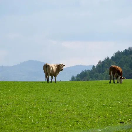 Nad Potokiem 公寓 穆希纳