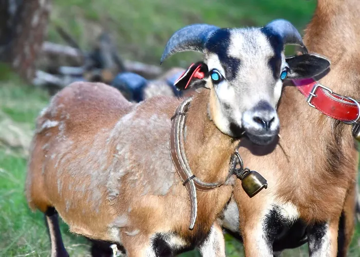 Nad Potokiem Apartment *